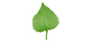 leaf brush photoshop leaf brush photoshop