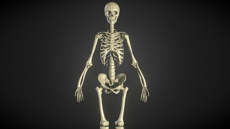 Skeleton Modeling